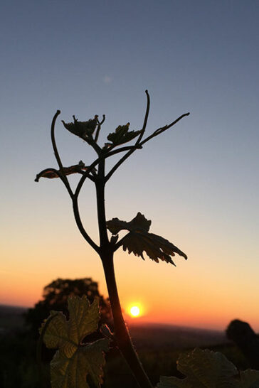 vignes_1